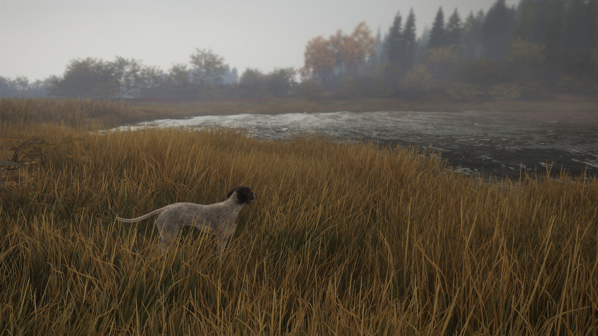 theHunter: Call of the Wild™ - German Shorthaired Pointer